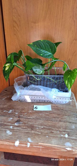 Епипремнум [ епіпремнум] кімнатна ліана