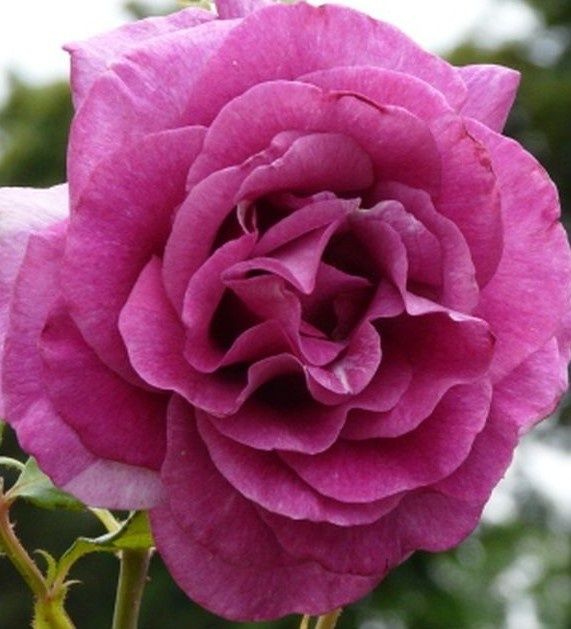 Ostatnia sztuka! Pachnący balsam do ciała RÓŻA, organiczny, 60 ml, EKO