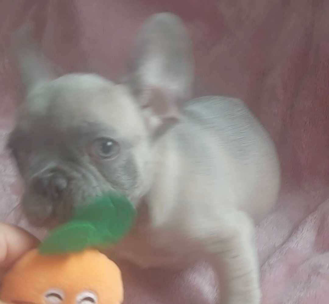 *Buldog francuski piesek blue fawn już do odbioru