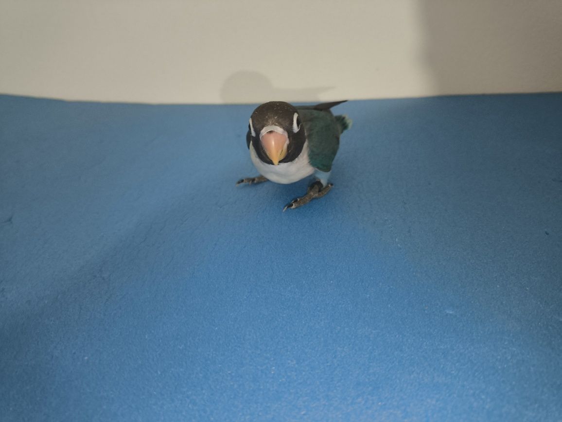Agapornis Personatas