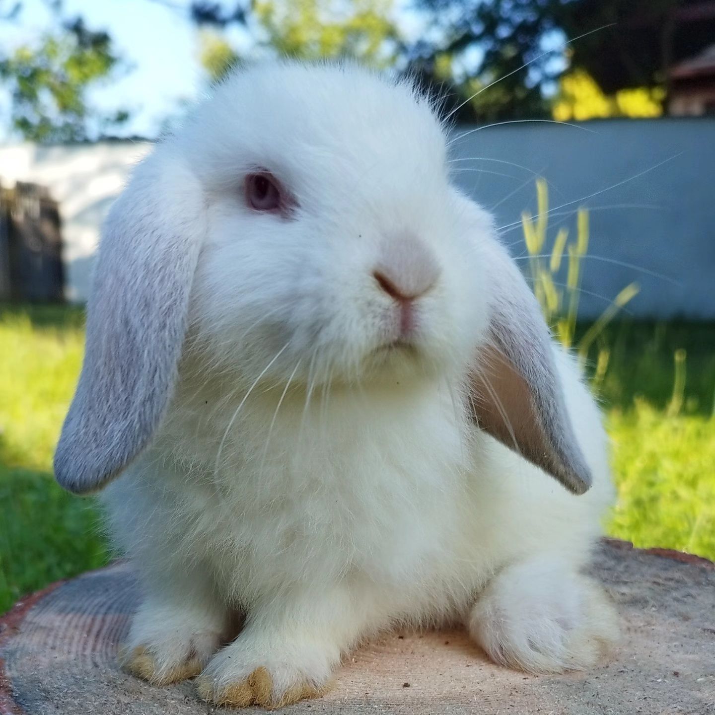 Królik miniaturka baranek mini lop karzełek Teddy