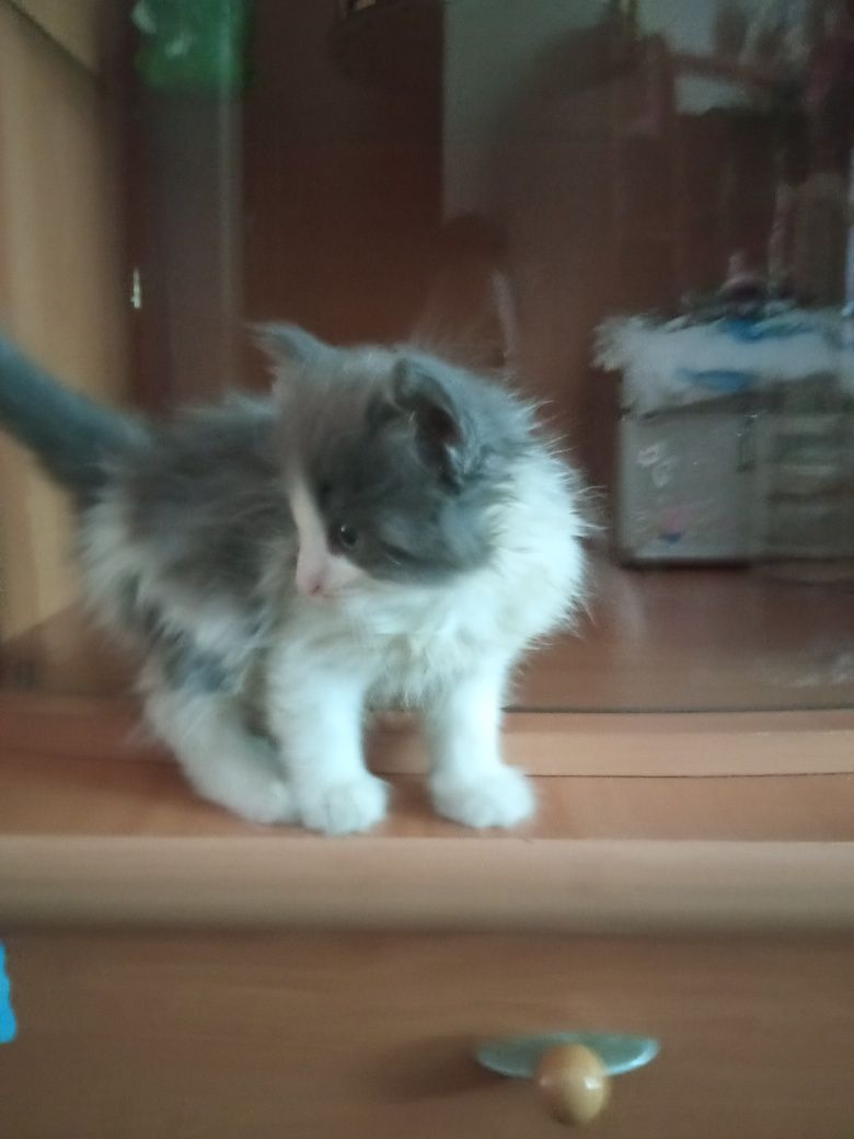 Замечательные котятки в добрую семью.