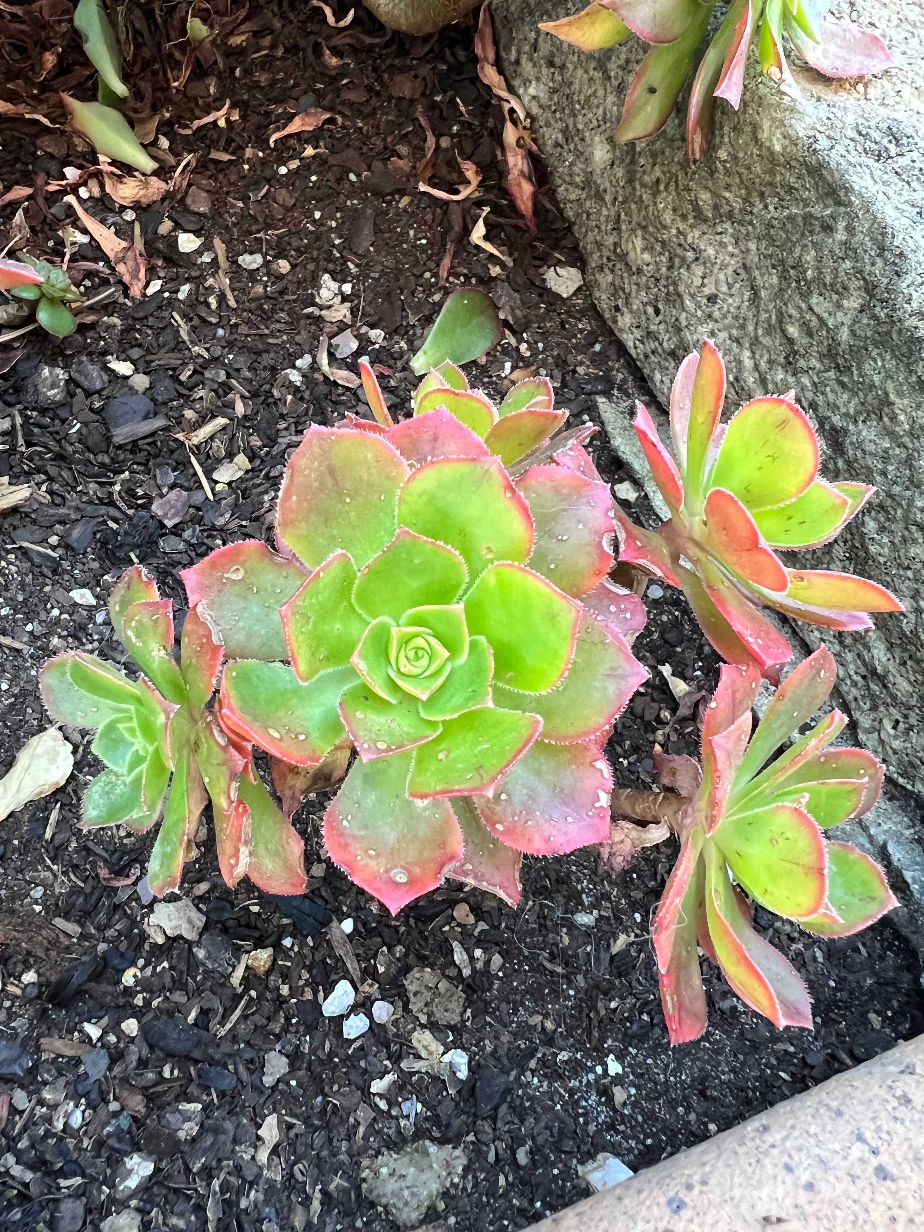 Suculenta Aeonium Gorgoneum