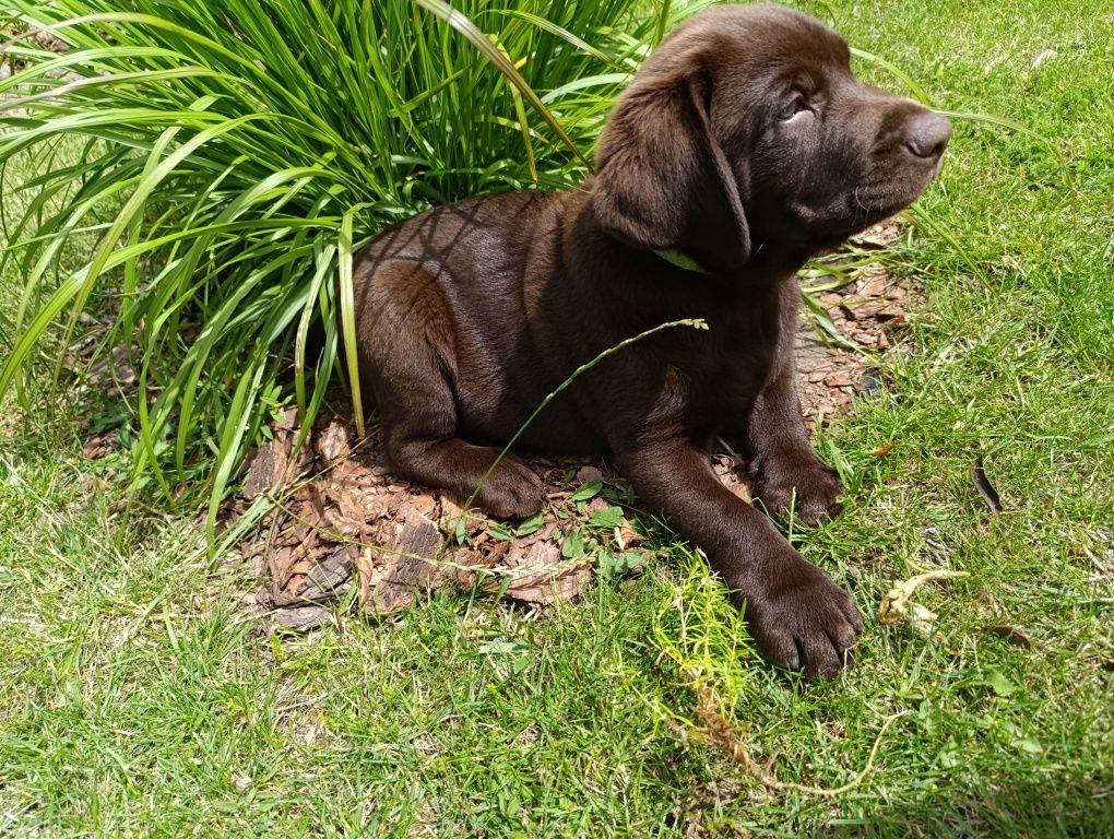 Labrador Retriever -pozostał  jeszcze 1 śliczny  szczeniak czekoladow