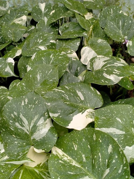 Monstera deliciosa Thai Constelation