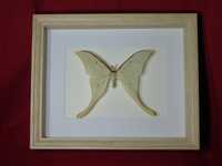 Motyl w ramce / gablotce 27 x 22 cm . Actias ningpoana - Chiny .