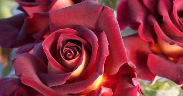 Roseira que dá ROSAS de CORAÇÂO AMARELO, flores grandes