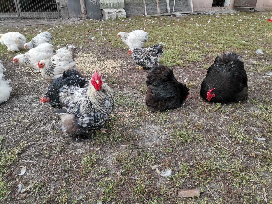 Kochin miniaturowy karzełek