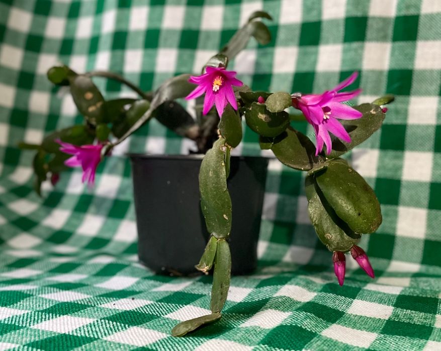 Продам рождественник (шлюмбергера)