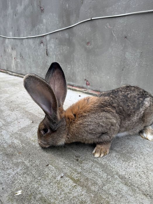 Króliki olbrzym belgijski samice