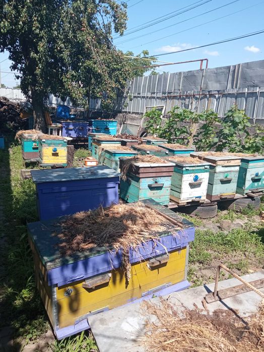 Продам пасеку с инвентарем готовую для основного взятка