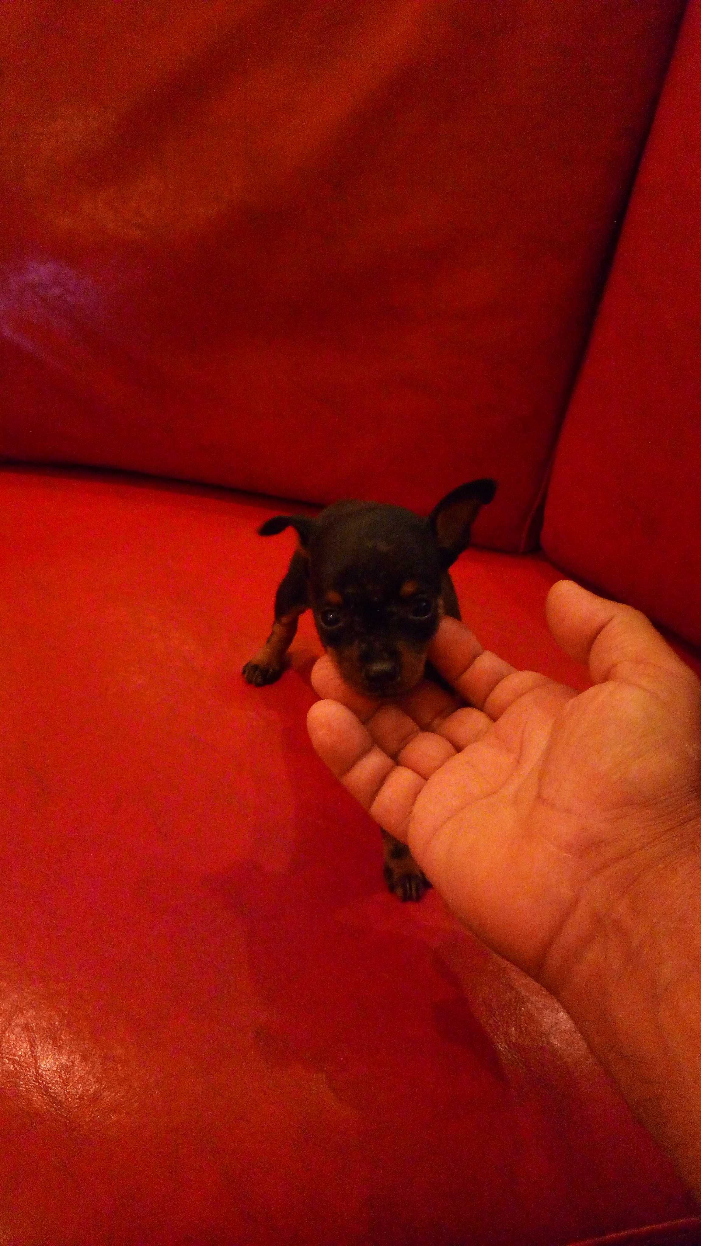 Pinscher super super miniatura macho oportunidade única.