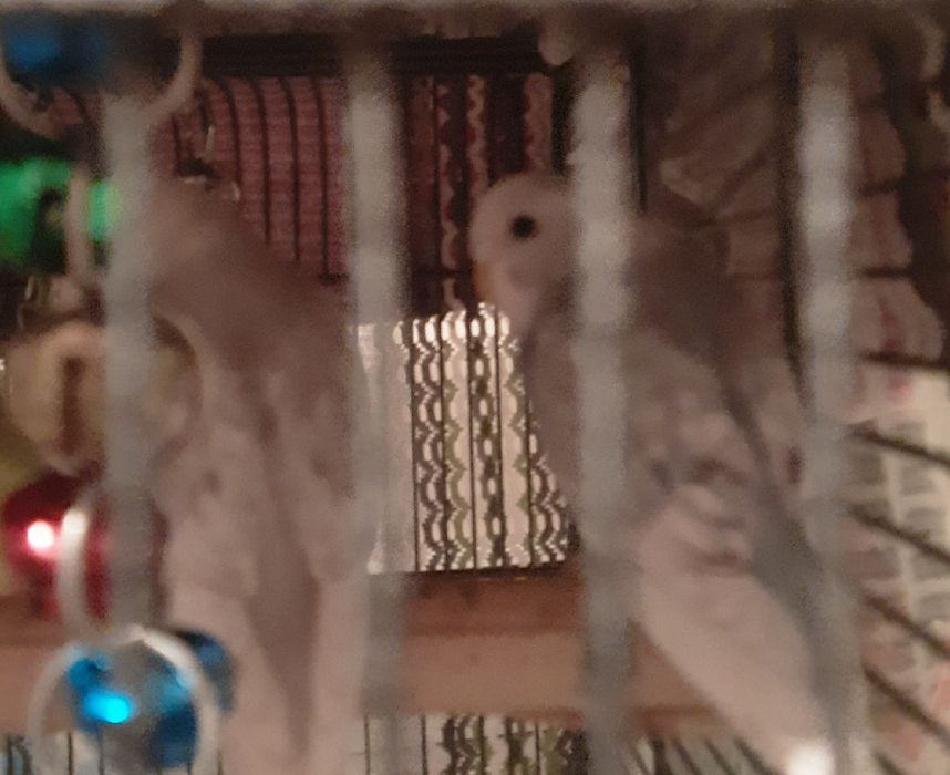 Sprzedam papugi faliste