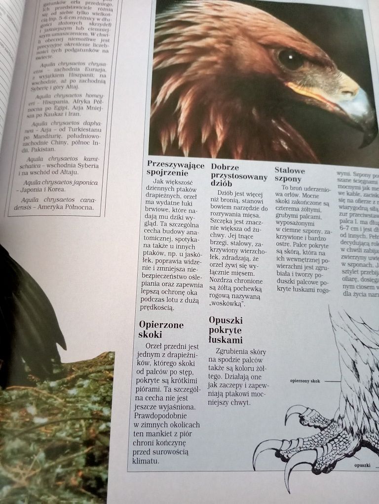 Tajga - encyklopedia dzikich zwierząt