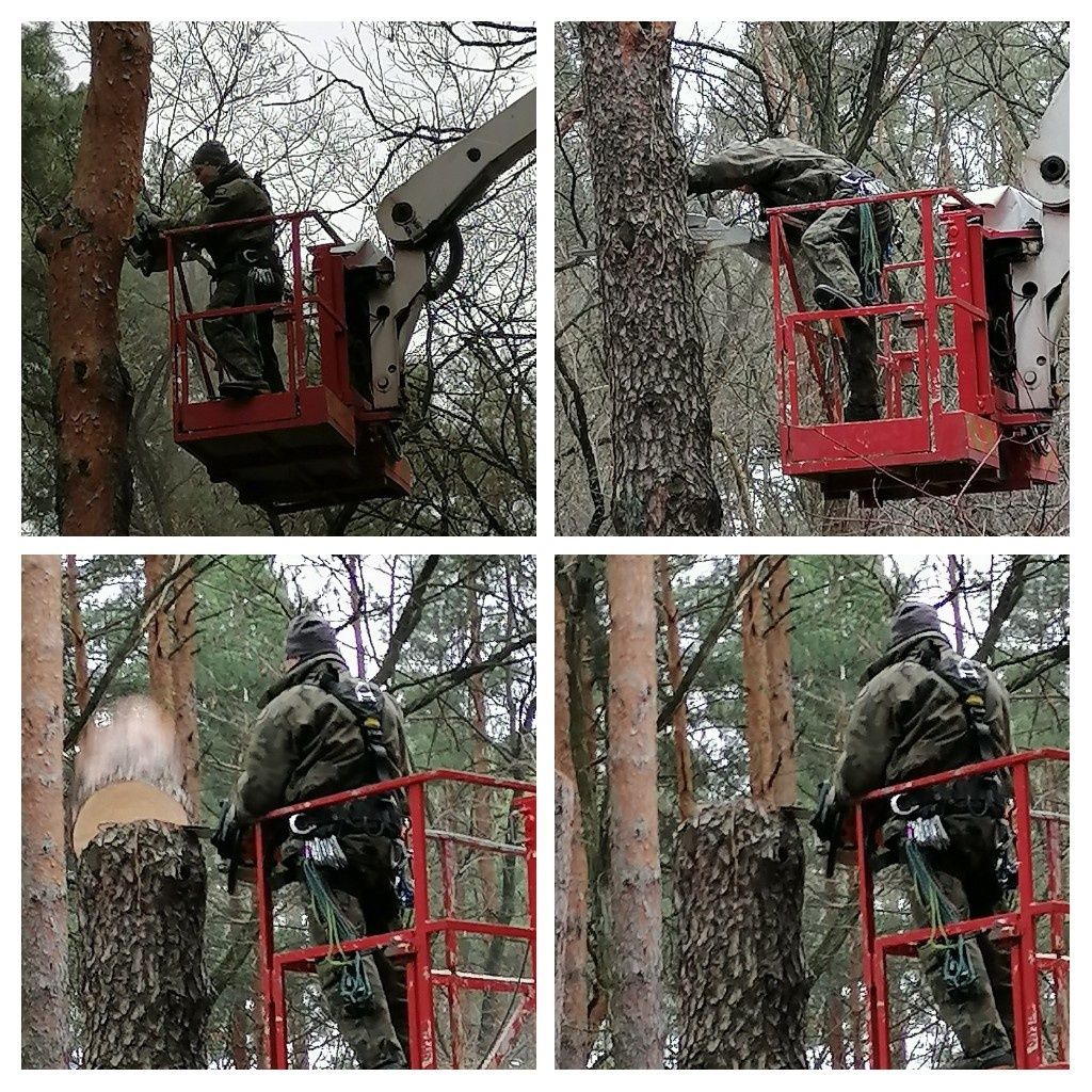 Wycinka i pielęgnacja drzew