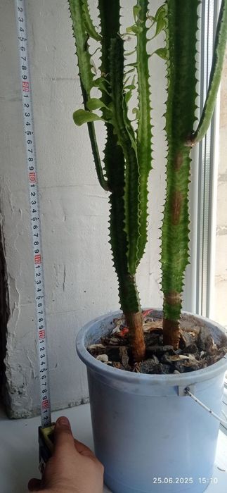 Кактус молочай / кактус