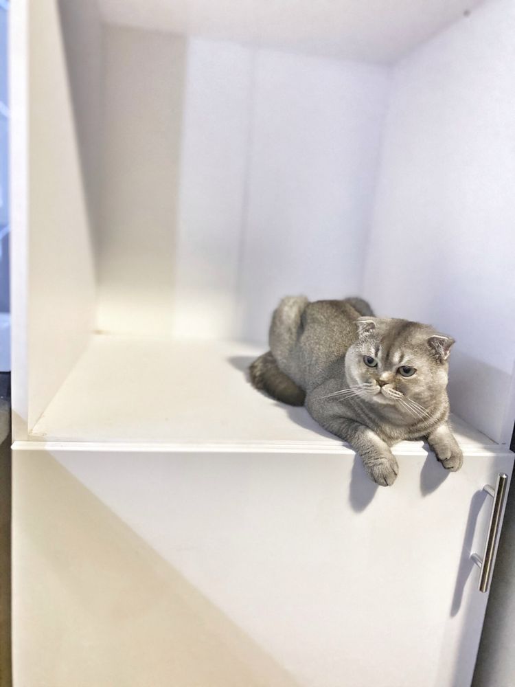 Шотландец вислоухий шотландский кот вязка