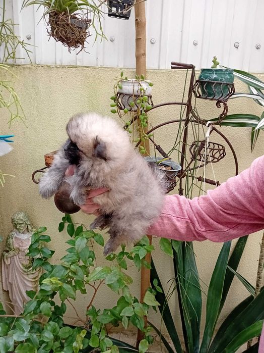 Spitz anão (lulu da Pomerânia) excelente exemplar.