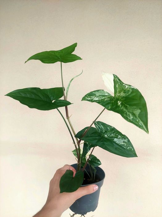 Planta Syngonium albo variegatum