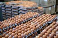 Продаж різних інкубаційних яєць. Великий ОПТ та РОЗДРІБ