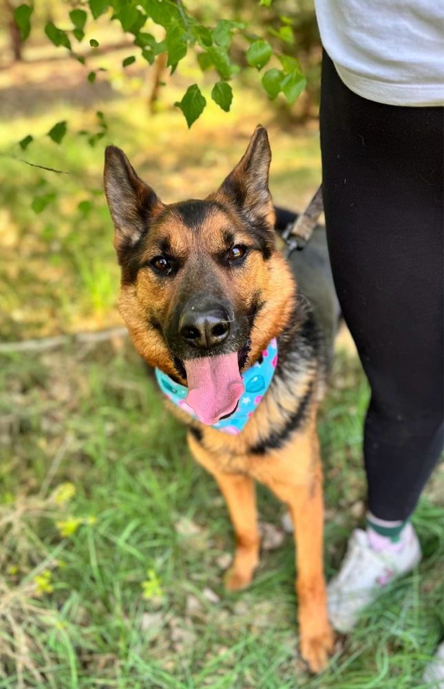 Archie w typie owczarka czeka na dom 1.5 roku. Adoptuj, uratuj!