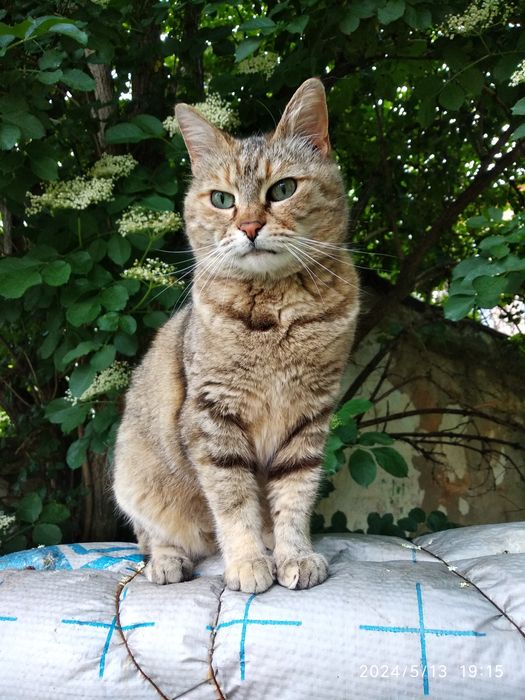 Кошечка Булочка в добрые руки
