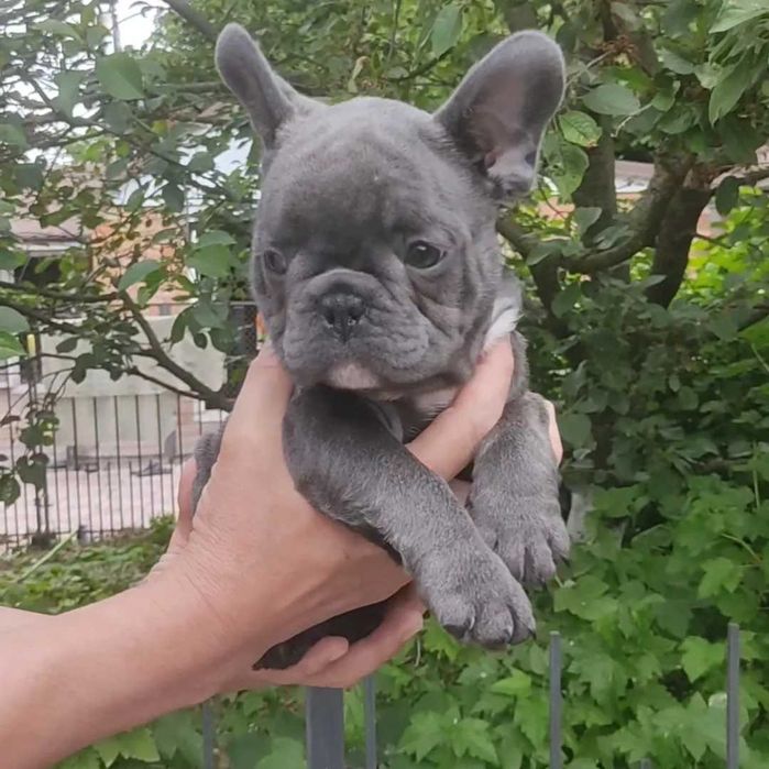 Елітний хлопчик бульдога