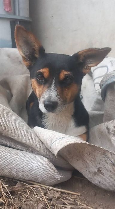 Zaginął piesek, poszukiwany