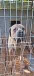 Pies Cane corso - z rodowodem