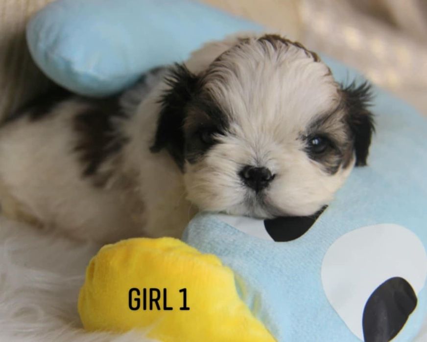 Shih - Tzu sunia Zkwp FCI