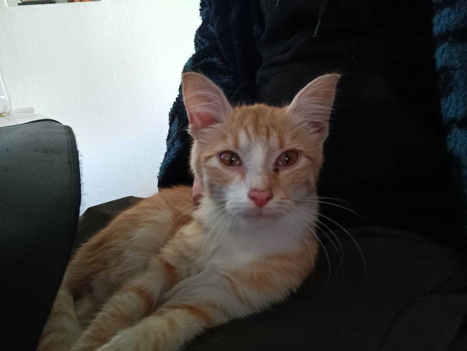 Рудий котик в добрі руки