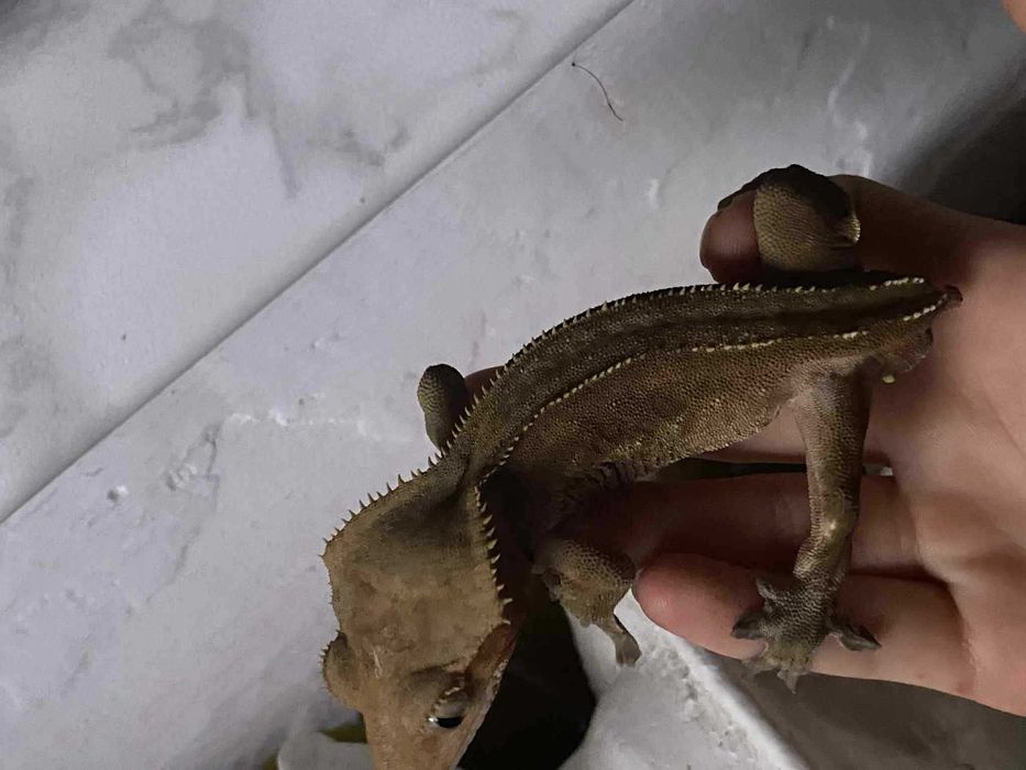 gekon orzęsiony charcoal