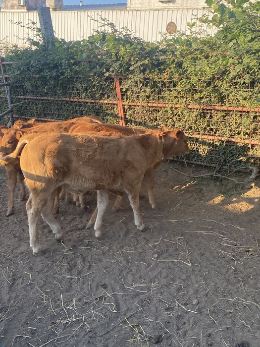 Vitelos e vitelas cruzados de limousine