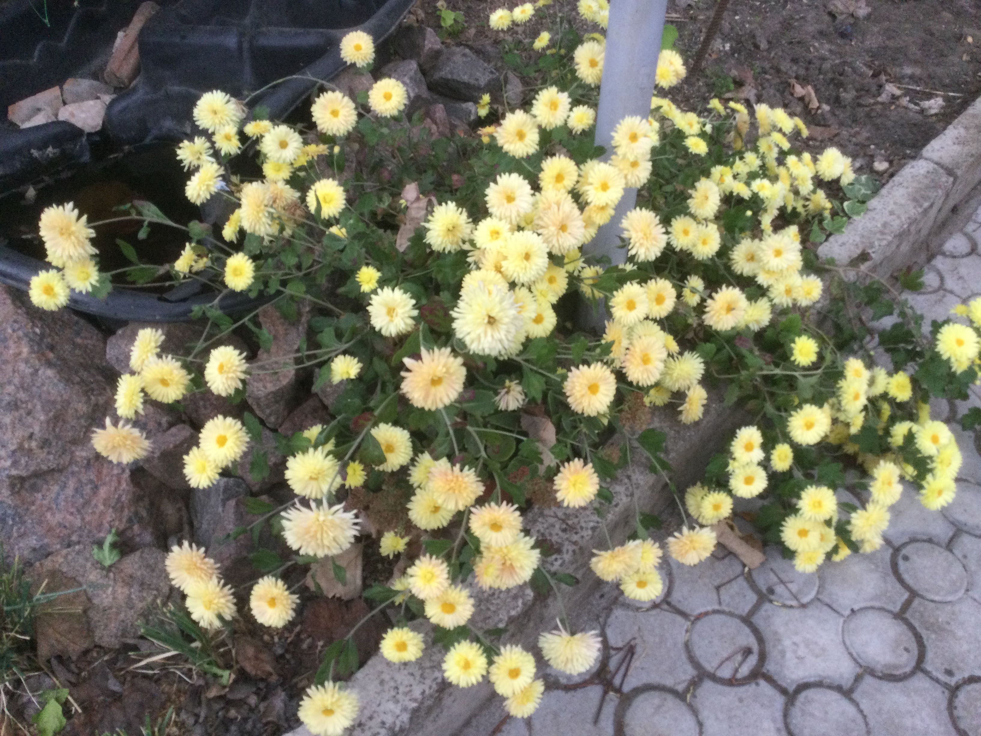 Хризантема желтая цветёт летом и осенью