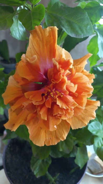 Гібіскус сортовий