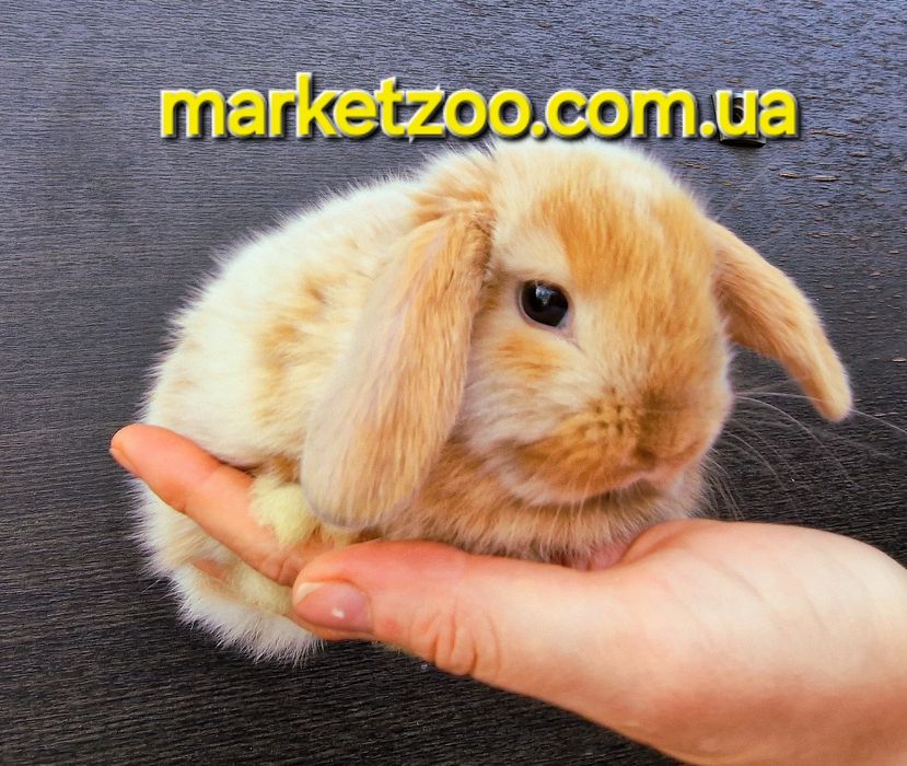 Гарнюній міні лопчик у Києві д.н.15.08.2024