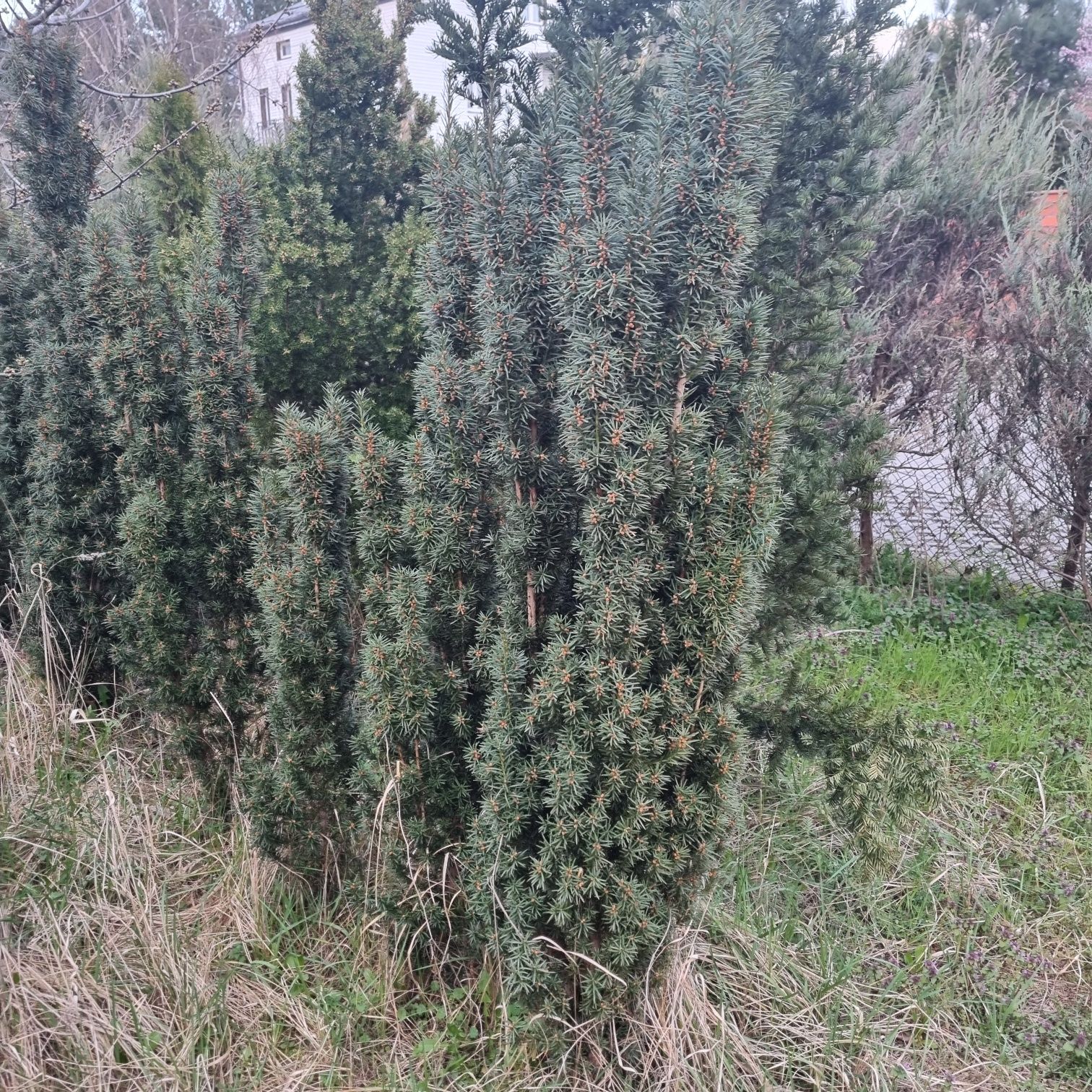 Cisy duze 1.5-2m