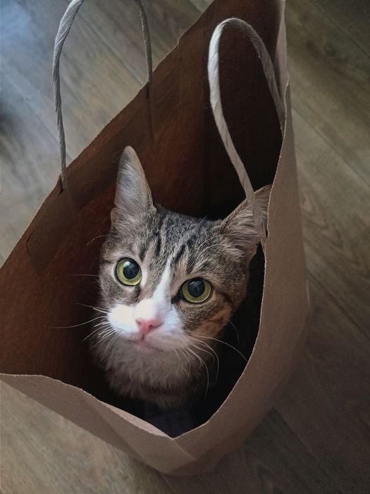 Зник котик, район Комарова