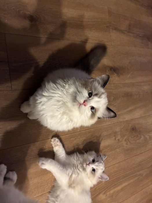 Ragdoll kocurek seal bicolor