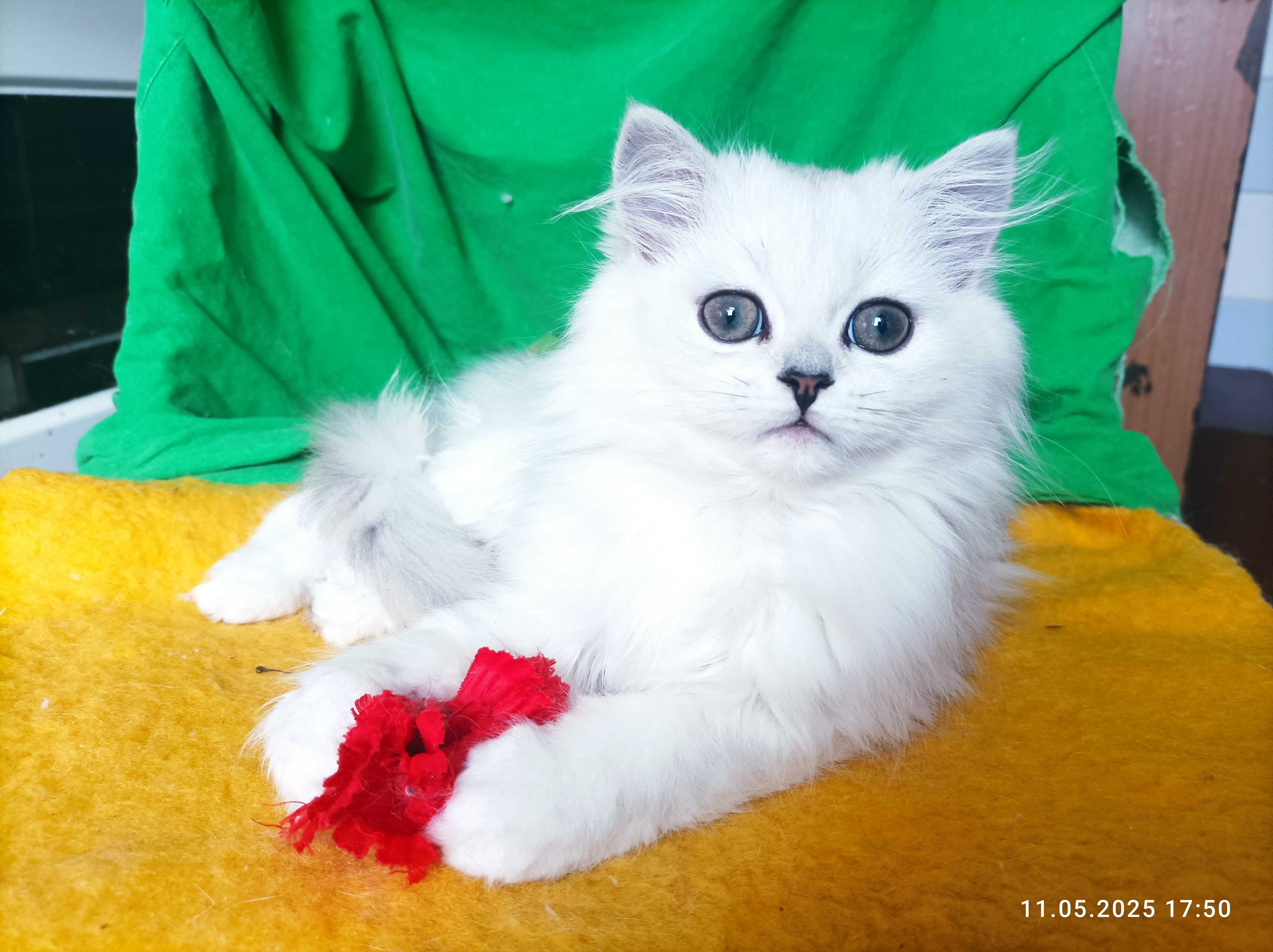 Серебристая шиншилла котёнок белый