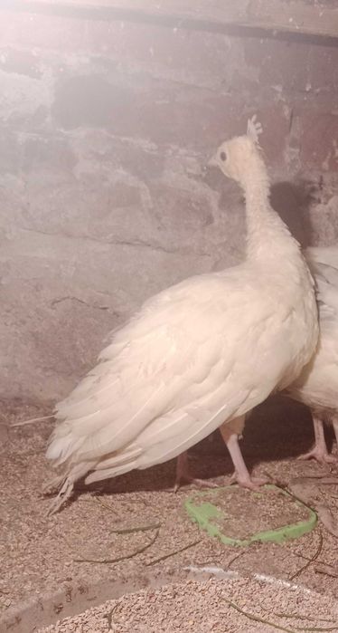 Sprzedam pawice białą