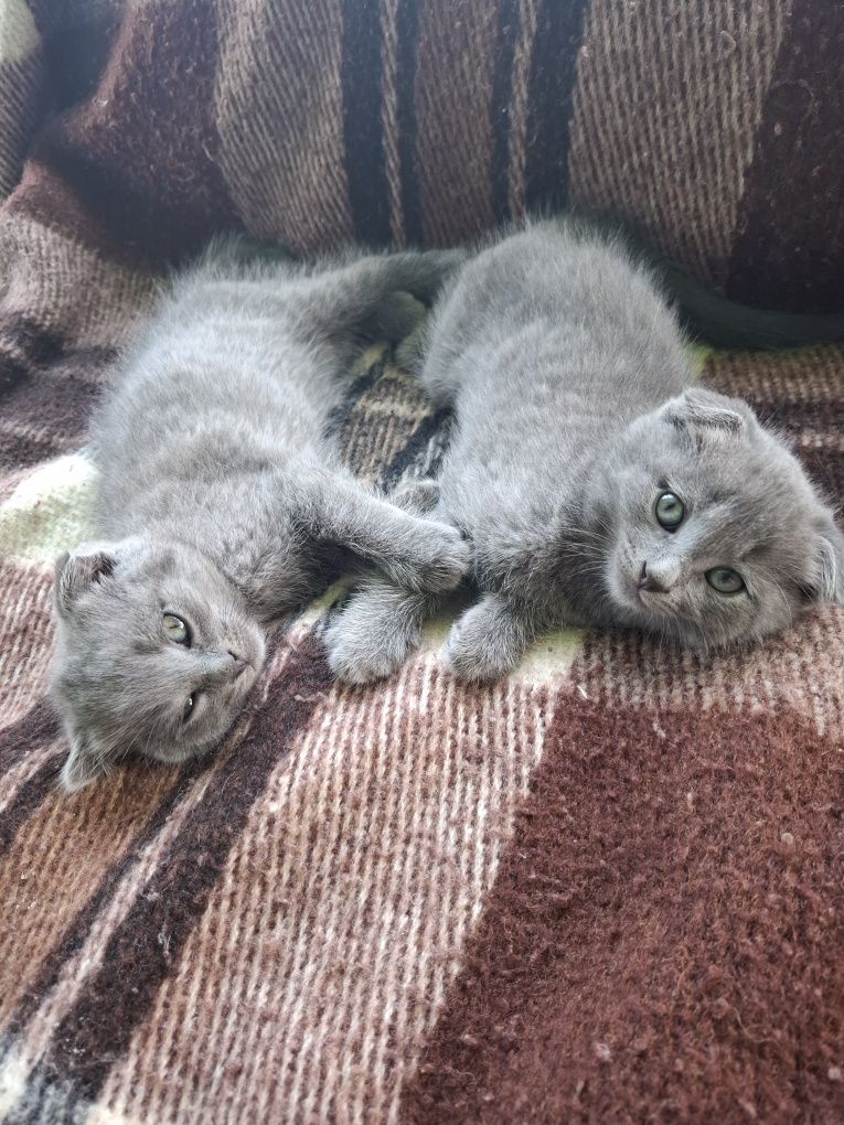 Шотландські висловухі кошенята. хлопчик і дівчинка