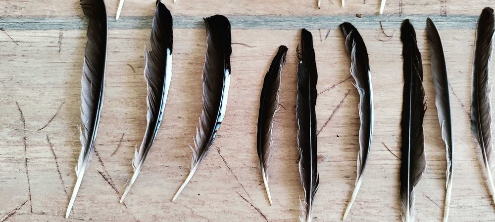 Pióra sójki, ozdne, lotki, sterówki 40 sztuk. Bardzo ładne.