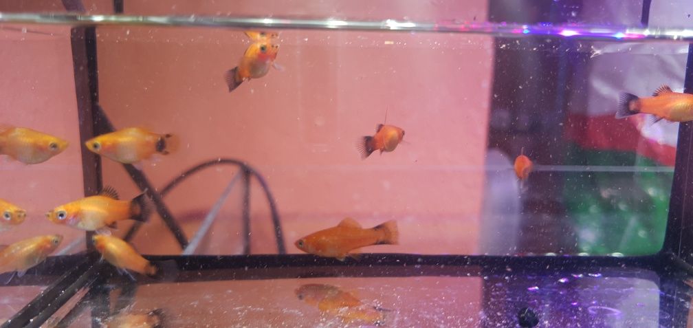 Platki tuxedo i bumble