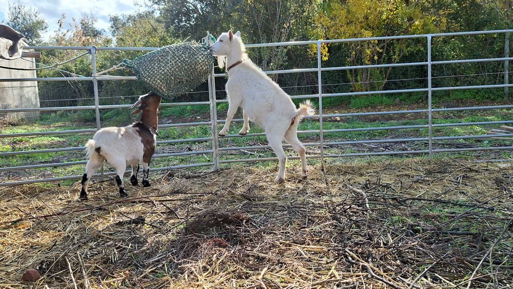 Cabritas ana e microana