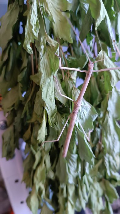 Подарунок сюрприз  палочник