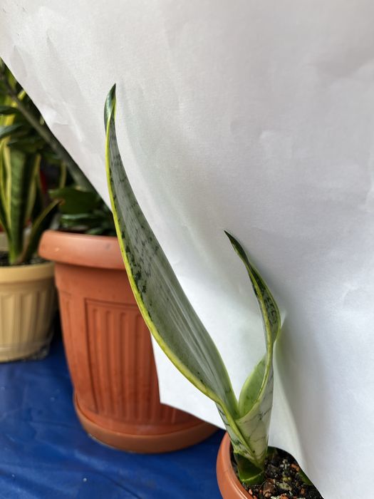 Молоді рослини Сансівієрії