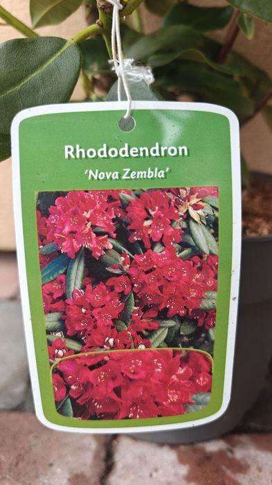 Рододендрон гібридний Нова Зембла 
(Rhododendron Nova Zembla)