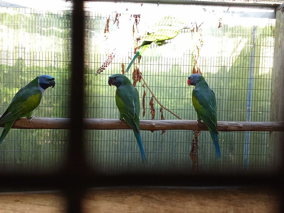 Casal de derbianas e 2 crias