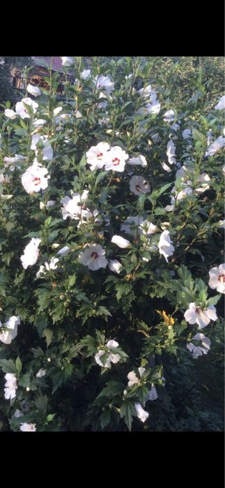 Гібіскус сирійський